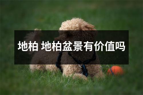 地柏 地柏盆景有价值吗