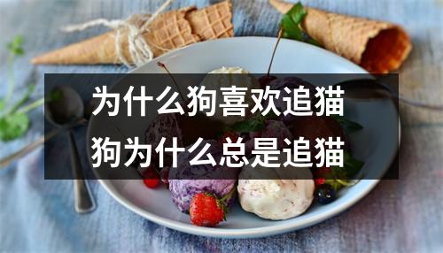 为什么狗喜欢追猫 狗为什么总是追猫