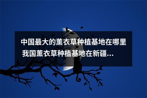 中国最大的薰衣草种植基地在哪里 我国薰衣草种植基地在新疆什么地方