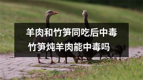 羊肉和竹笋同吃后中毒 竹笋炖羊肉能中毒吗