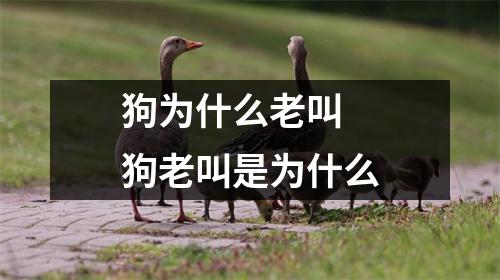 狗为什么老叫 狗老叫是为什么