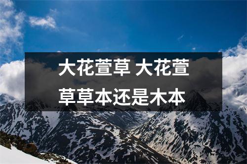 大花萱草 大花萱草草本还是木本 大花萱草 大花萱草草本还是木本