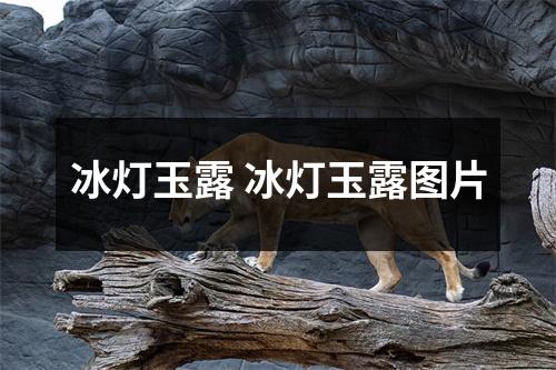 冰灯玉露 冰灯玉露图片