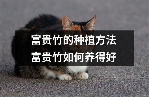 富贵竹的种植方法 富贵竹如何养得好