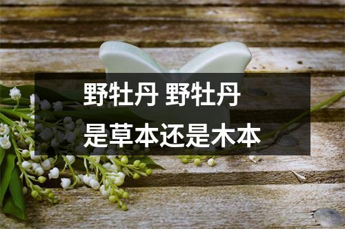 野牡丹 野牡丹是草本还是木本