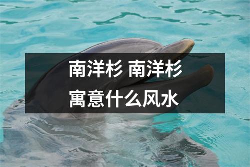 南洋杉 南洋杉寓意什么风水