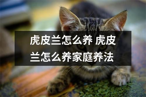 虎皮兰怎么养 虎皮兰怎么养家庭养法