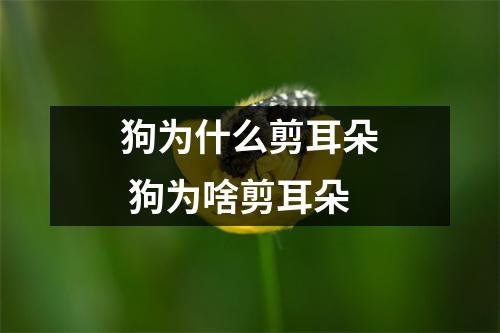 狗为什么剪耳朵 狗为啥剪耳朵