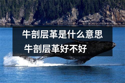牛剖层革是什么意思 牛剖层革好不好