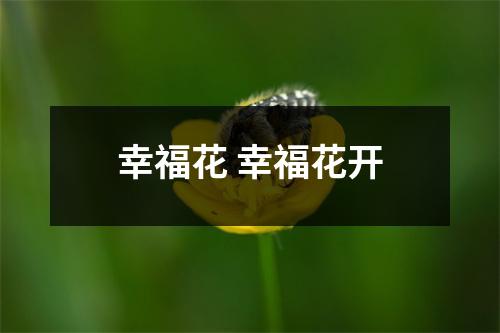 幸福花 幸福花开 幸福花 幸福花开