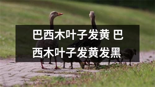 巴西木叶子发黄 巴西木叶子发黄发黑