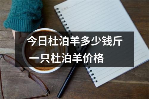 今日杜泊羊多少钱斤 一只杜泊羊价格