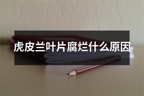 虎皮兰叶片腐烂什么原因