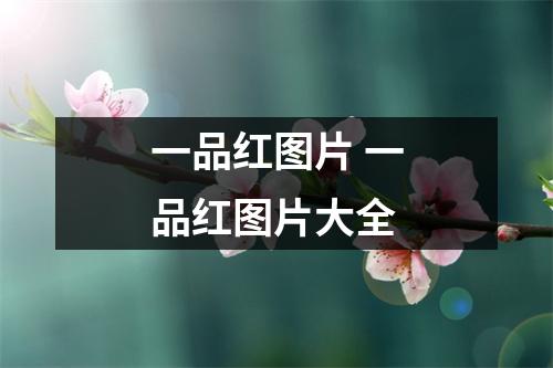 一品红图片 一品红图片大全