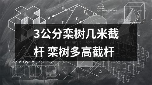 3公分栾树几米截杆 栾树多高截杆
