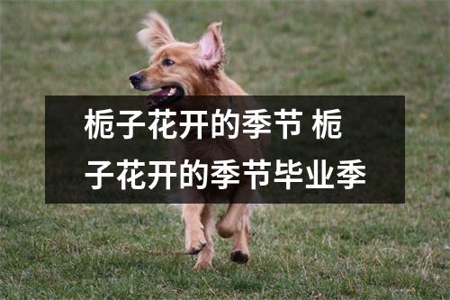 栀子花开的季节 栀子花开的季节毕业季