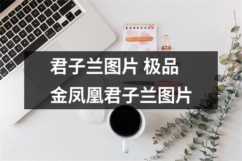 君子兰图片 极品金凤凰君子兰图片