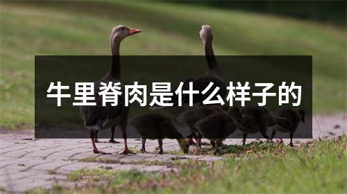 牛里脊肉是什么样子的