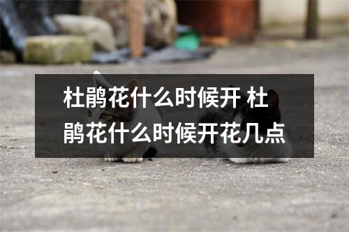 杜鹃花什么时候开 杜鹃花什么时候开花几点