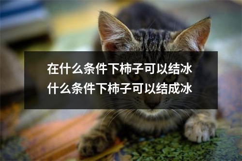 在什么条件下柿子可以结冰 什么条件下柿子可以结成冰