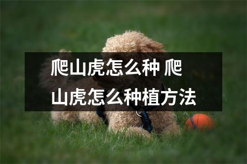 爬山虎怎么种 爬山虎怎么种植方法