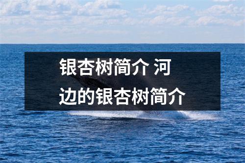 银杏树简介 河边的银杏树简介 银杏树简介 河边的银杏树简介