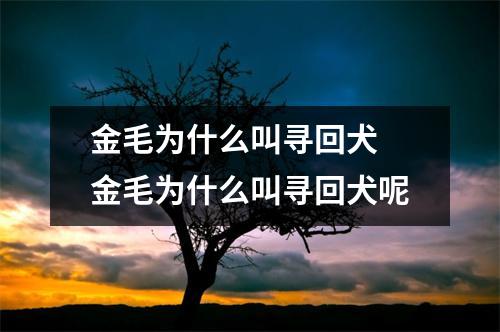金毛为什么叫寻回犬 金毛为什么叫寻回犬呢