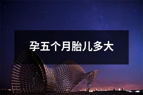 孕五个月胎儿多大