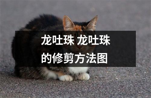 龙吐珠 龙吐珠的修剪方法图