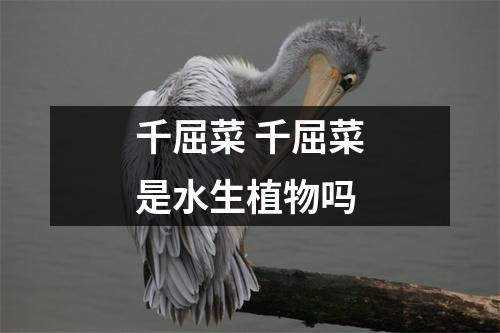 千屈菜 千屈菜是水生植物吗