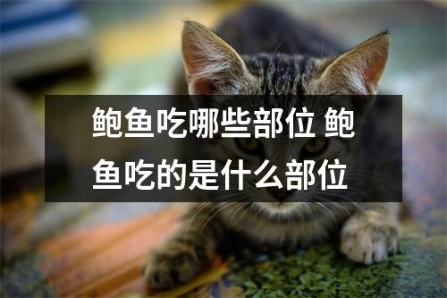 鲍鱼吃哪些部位 鲍鱼吃的是什么部位 鲍鱼吃哪些部位 鲍鱼吃的是什么部位