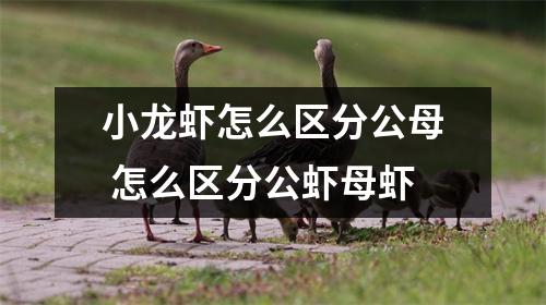 小龙虾怎么区分公母 怎么区分公虾母虾