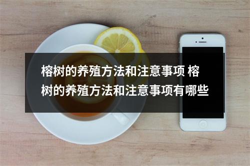 榕树的养殖方法和注意事项 榕树的养殖方法和注意事项有哪些