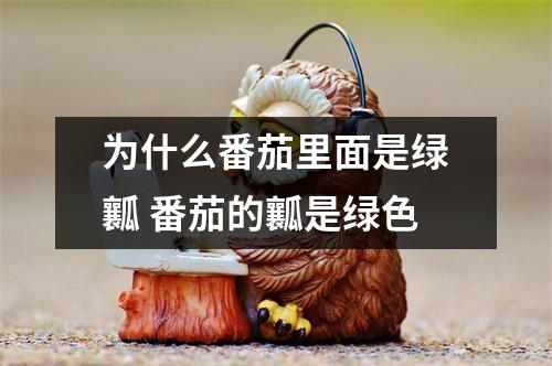 为什么番茄里面是绿瓤 番茄的瓤是绿色