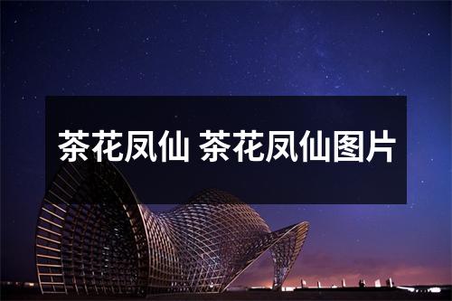 茶花凤仙 茶花凤仙图片