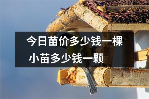 今日苗价多少钱一棵 小苗多少钱一颗