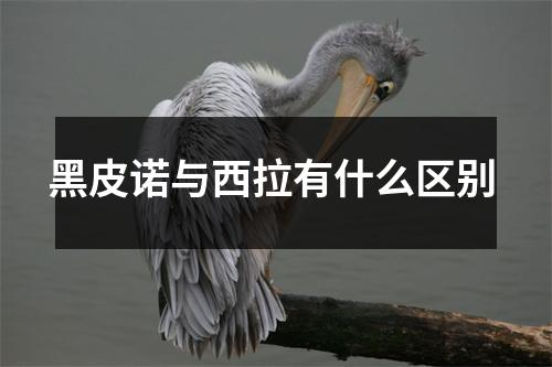 黑皮诺与西拉有什么区别