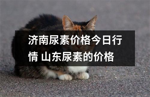 济南尿素价格今日行情 山东尿素的价格