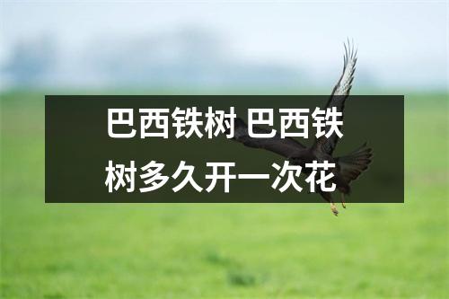 巴西铁树 巴西铁树多久开一次花