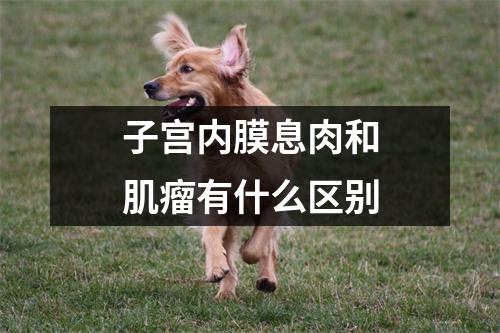 子宫内膜息肉和肌瘤有什么区别