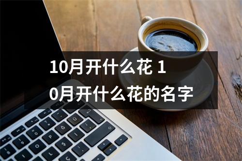 10月开什么花 10月开什么花的名字