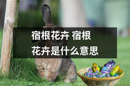 宿根花卉 宿根花卉是什么意思