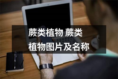 蕨类植物 蕨类植物图片及名称 蕨类植物 蕨类植物图片及名称