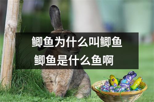 鲫鱼为什么叫鲫鱼 鲫鱼是什么鱼啊