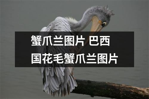 蟹爪兰图片 巴西国花毛蟹爪兰图片