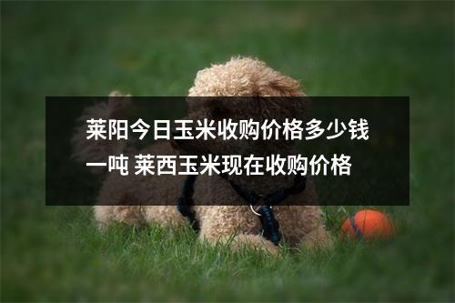 莱阳今日玉米收购价格多少钱一吨 莱西玉米现在收购价格