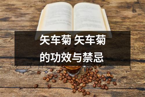 矢车菊 矢车菊的功效与禁忌