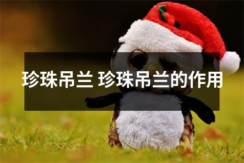 珍珠吊兰 珍珠吊兰的作用