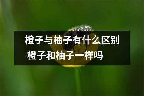 橙子与柚子有什么区别 橙子和柚子一样吗
