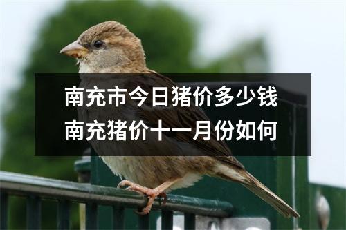 南充市今日猪价多少钱 南充猪价十一月份如何